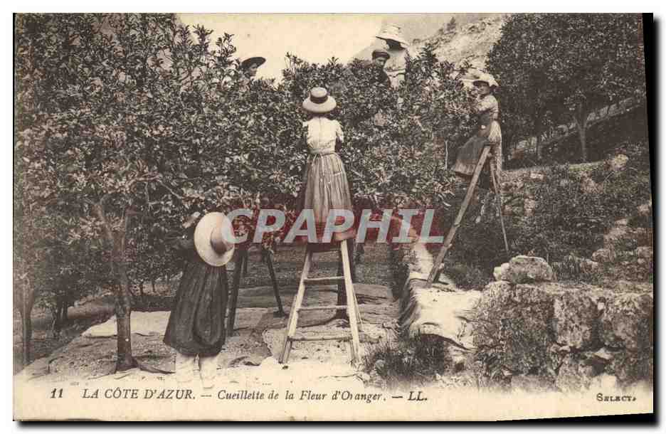 CPA Cote d'Azur Cueillette de la fleur d'oranger 