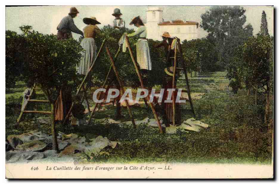 CPA Cueillette des fleurs d'orangers Cote d'Azur 