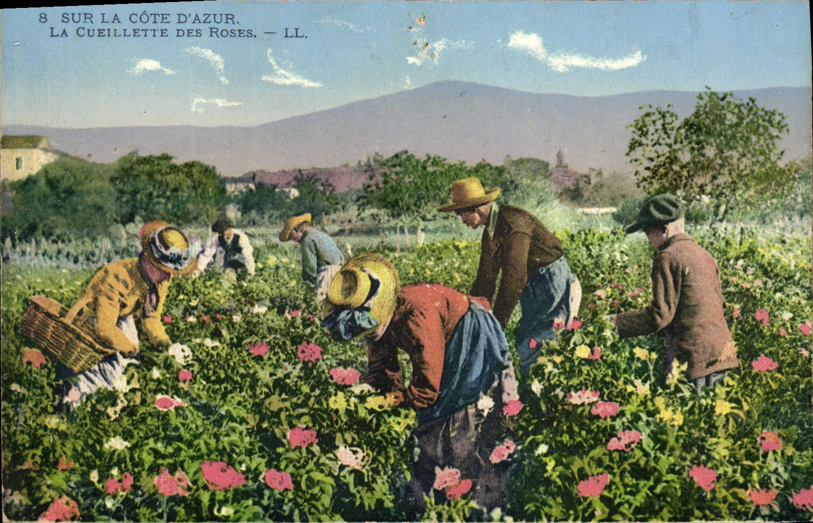 CPA Cueillette des roses Cote d'Azur 