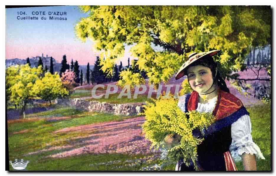 CPA Cote d'Azur Cueillette du mimosa 