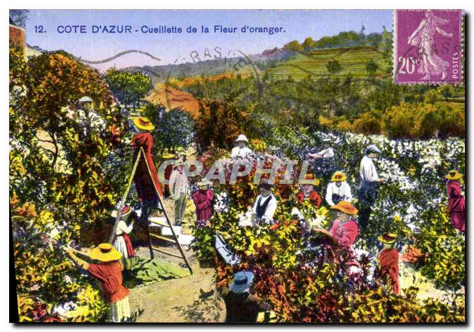 CPA Cote d'Azur Cueillette de la fleur d'oranger 