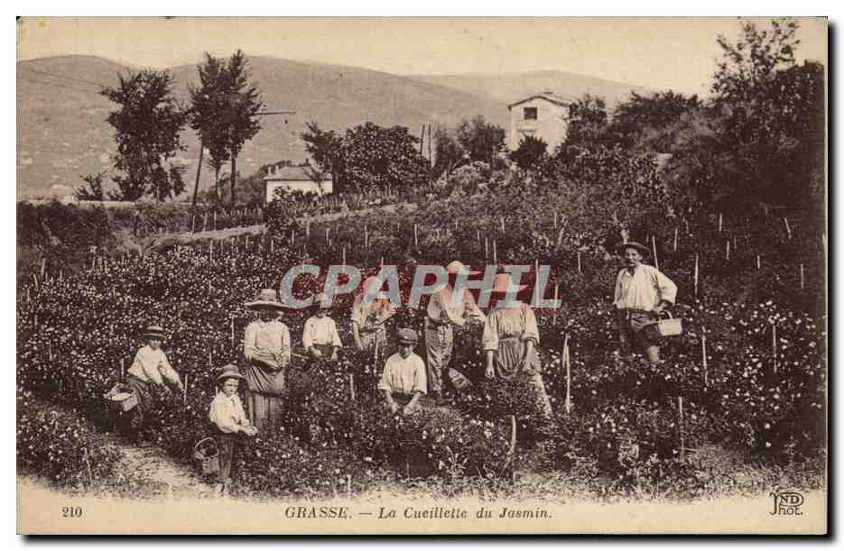 CPA Grasse La Cueillette du jasmin 