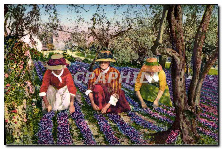 CPA Cote d'Azur Cueillette des violettes