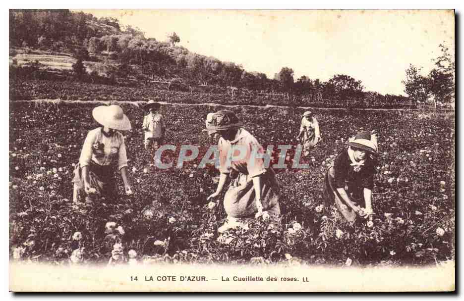 CPA Cote d'Azur Cueillette des roses 