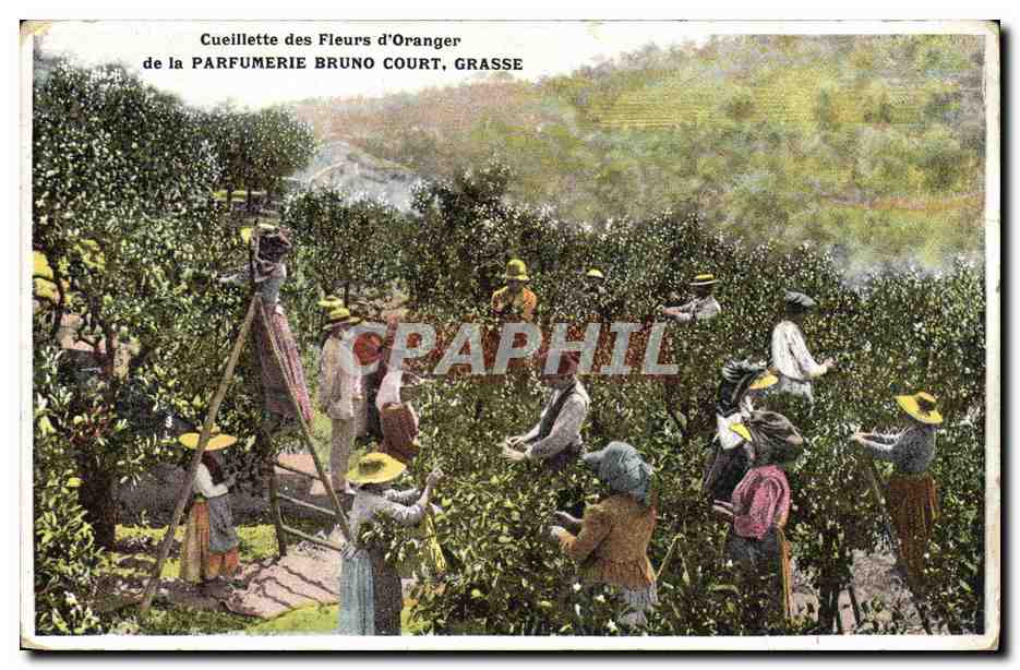 CPA Cueillette des fleurs d'orangers Parfumerie Bruno Court Grasse 
