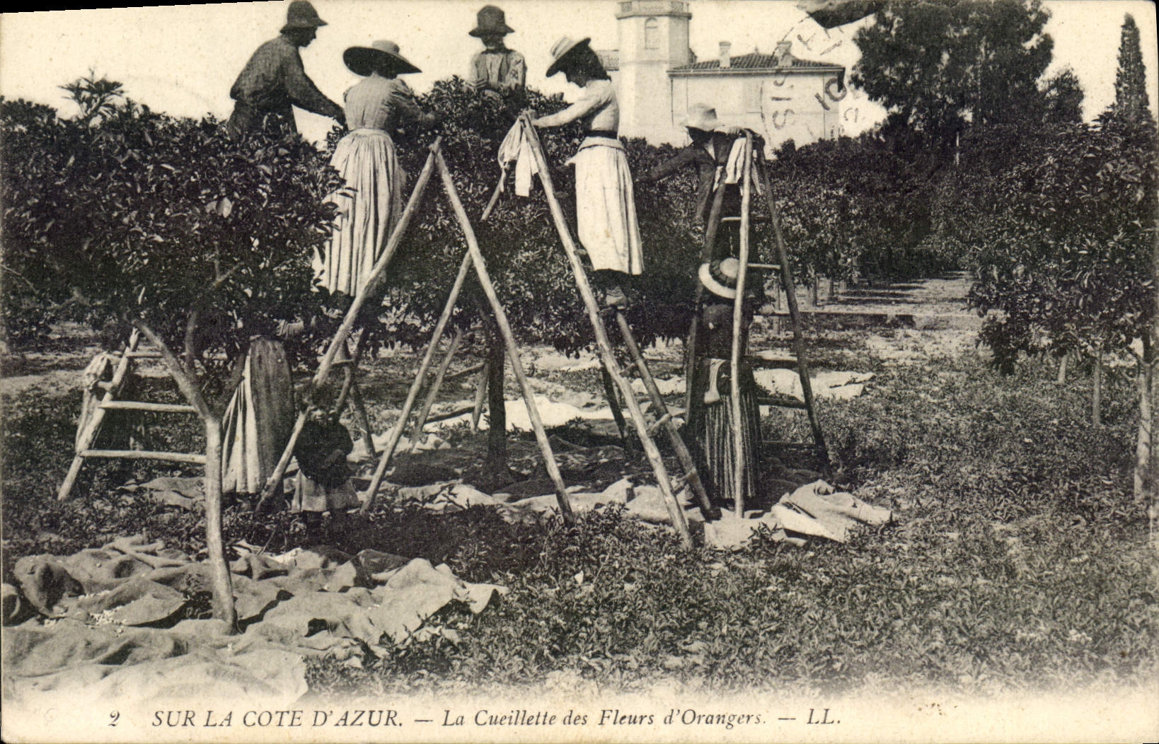 CPA Cueillette des fleurs d'orangers Cote d'Azur 