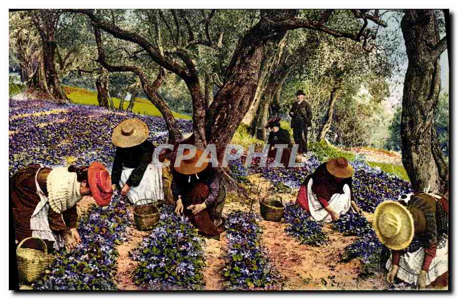 CPA Cote d'Azur La cueillette des violettes 
