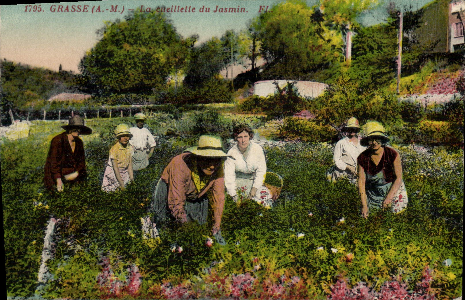 CPA Grasse la cueillette du jasmin 