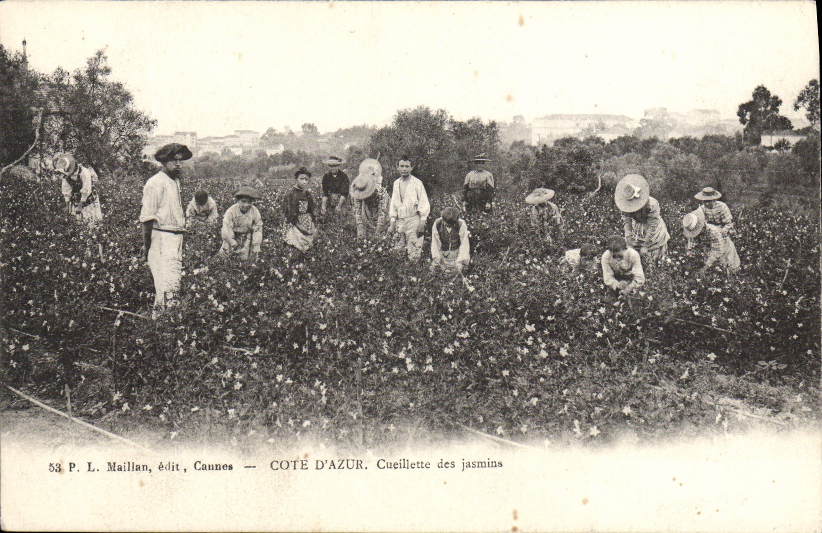 Cueillette des jasmins — Côte d'Azur — P. L. Maillan, édit, Cannes