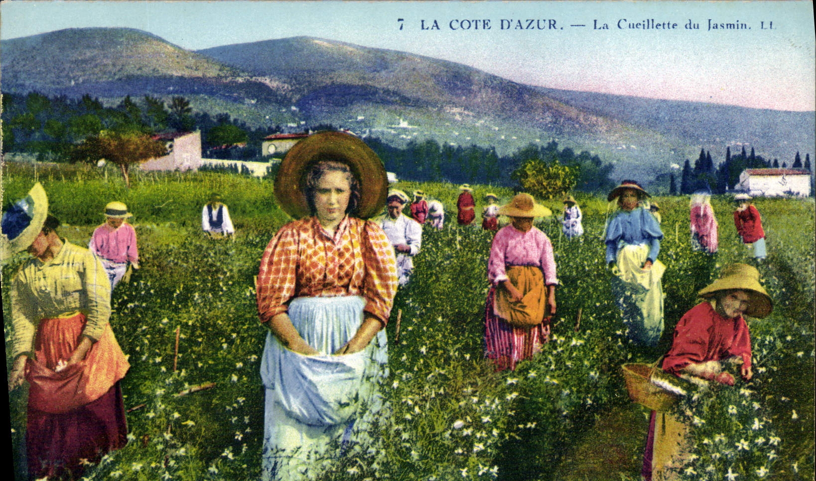 CPA Cote d'Azur La cueillette du jasmin 