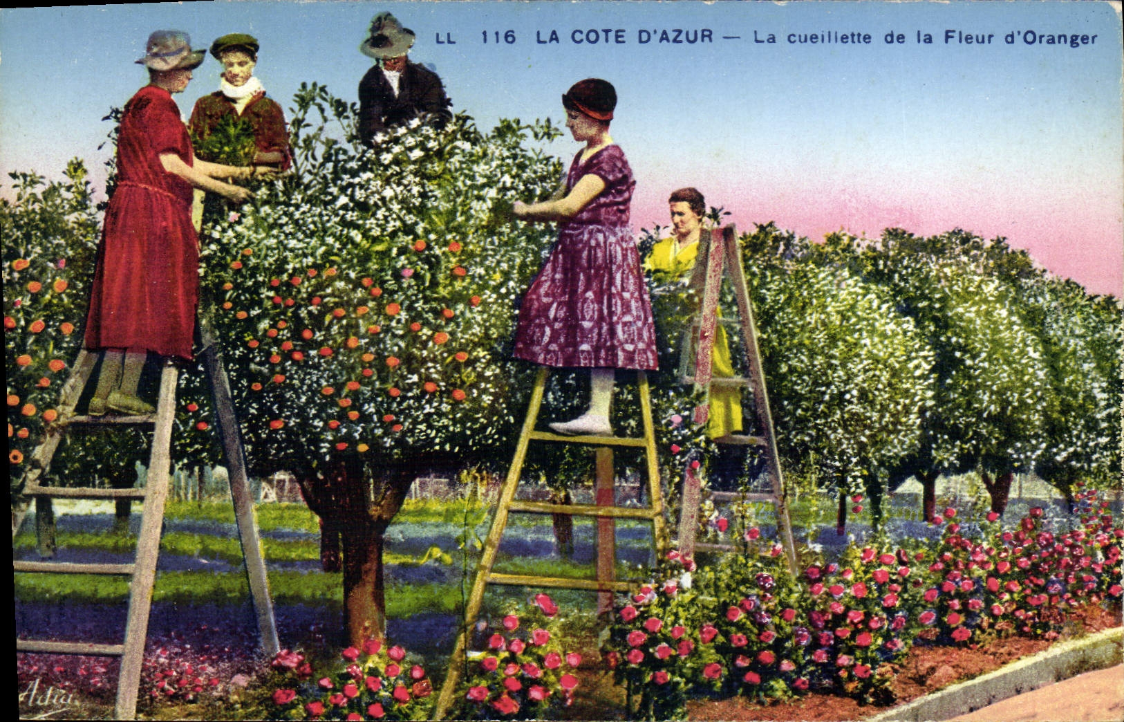 CPA Cote d'Azur La cueillette de la fleur d'oranger 