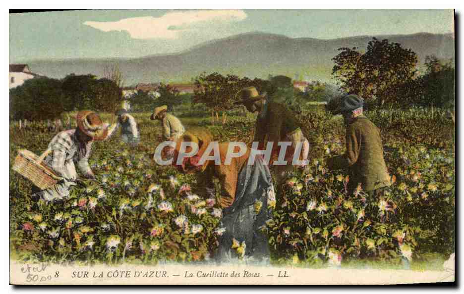Sur la Côte d'Azur — La Curillette des Roses — LL. — Éditeur LL, n°8