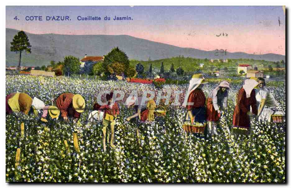Côte d'Azur — Cueillette du Jasmin — Éditeur : Correspondance des Elegances Mondaines