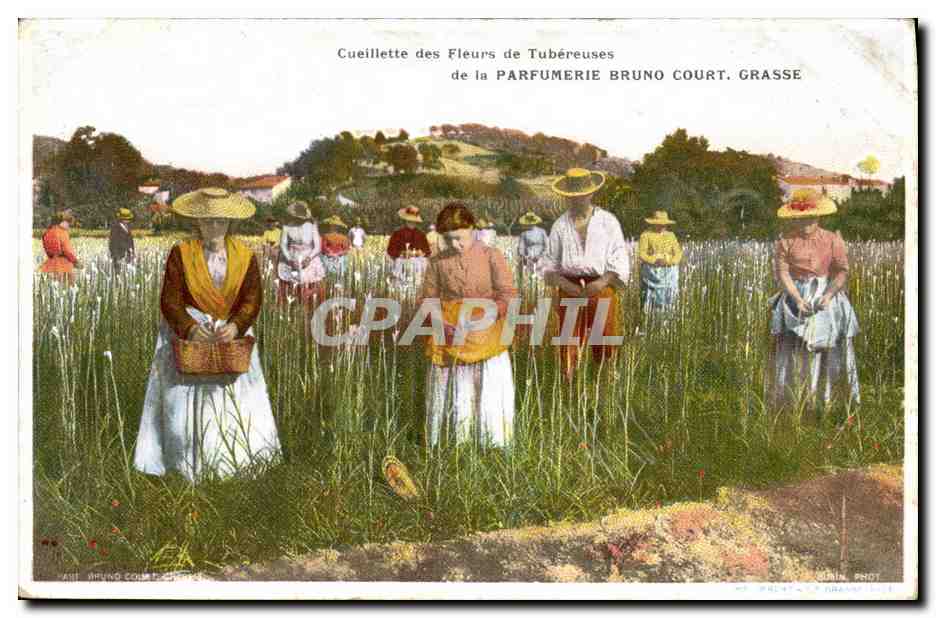 CPA Cueillette des fleurs de tubereuses de la Parfumerie Bruno Court Grasse 