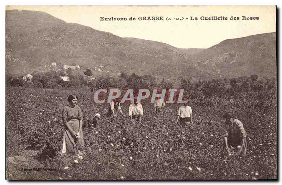 CPA Environs de Grasse La cueillette des roses 