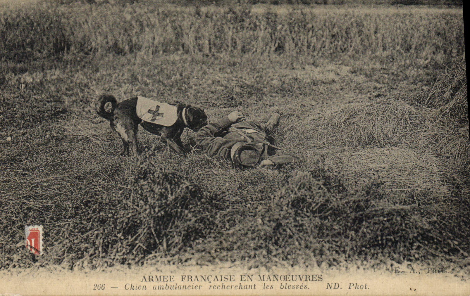 Armée française en manœuvres — Chien ambulancier recherchant les blessés — B. A., Paris, n° 266