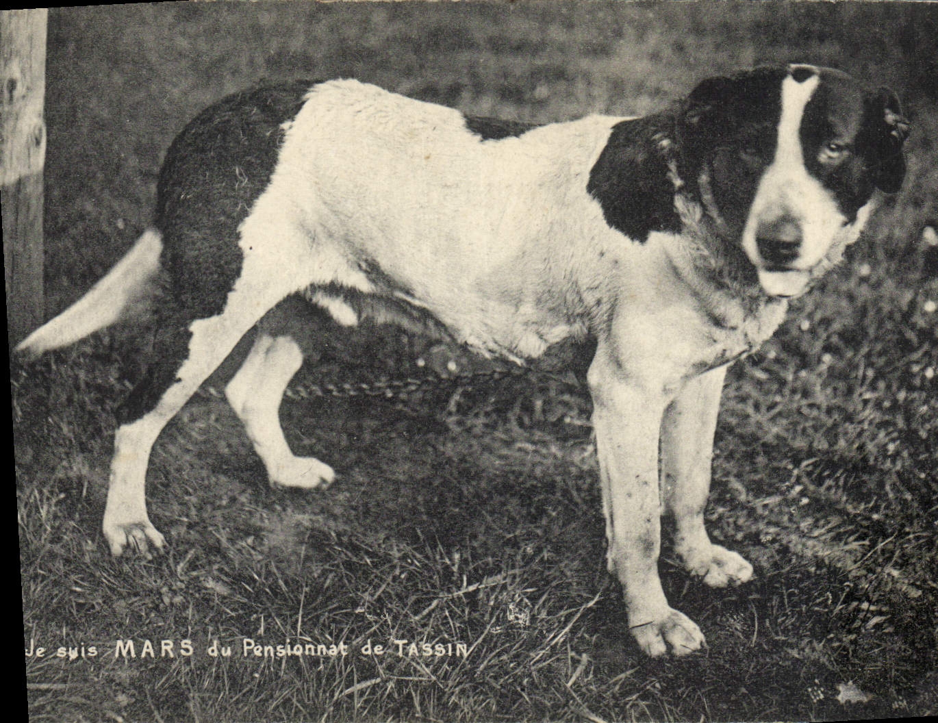 CPA Chien Chiens Je suis Mars du pensionnat de Tassin 