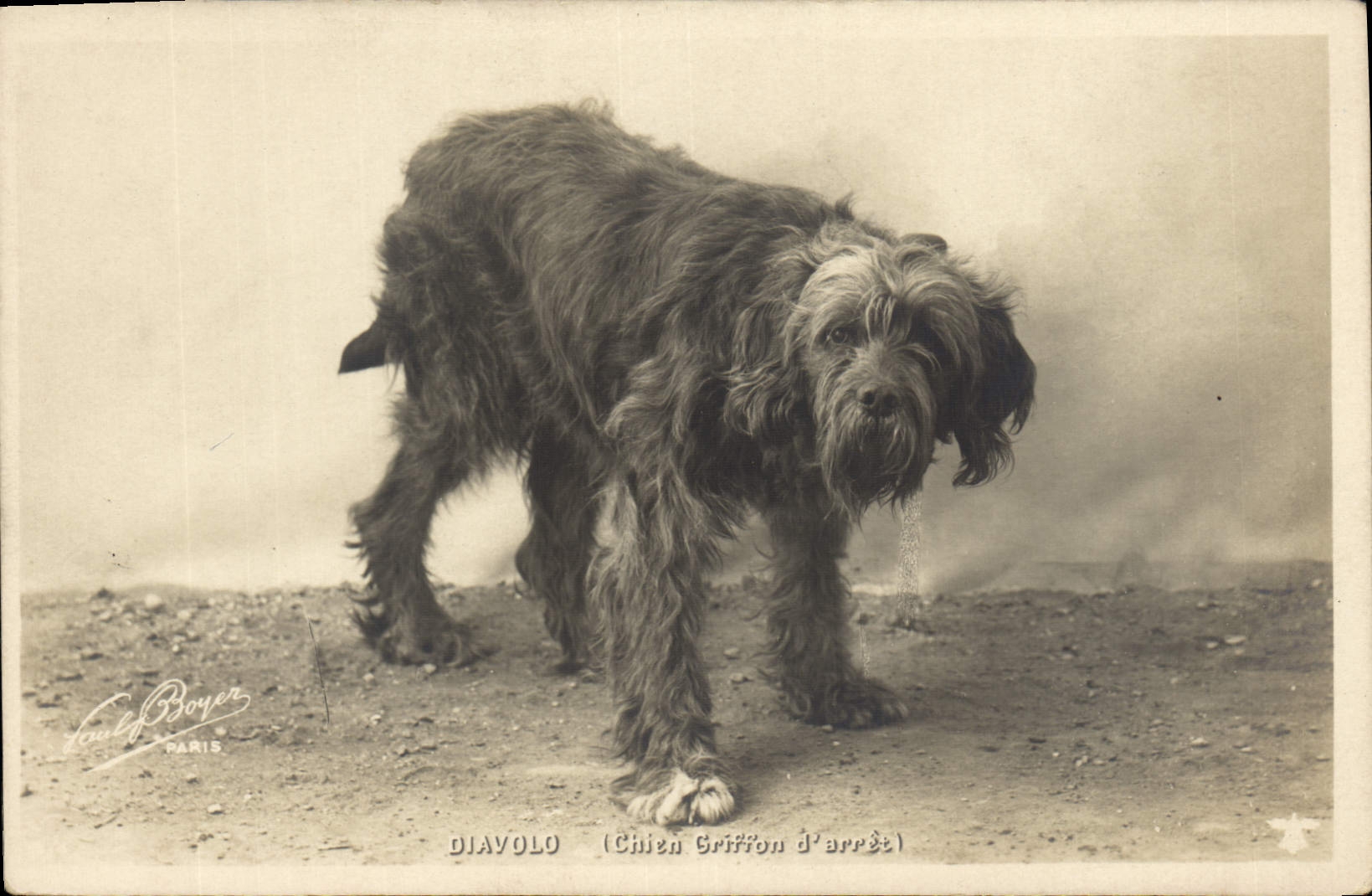 Diavolo — Chien Griffon d'arrêt — Paul Boyer, Paris