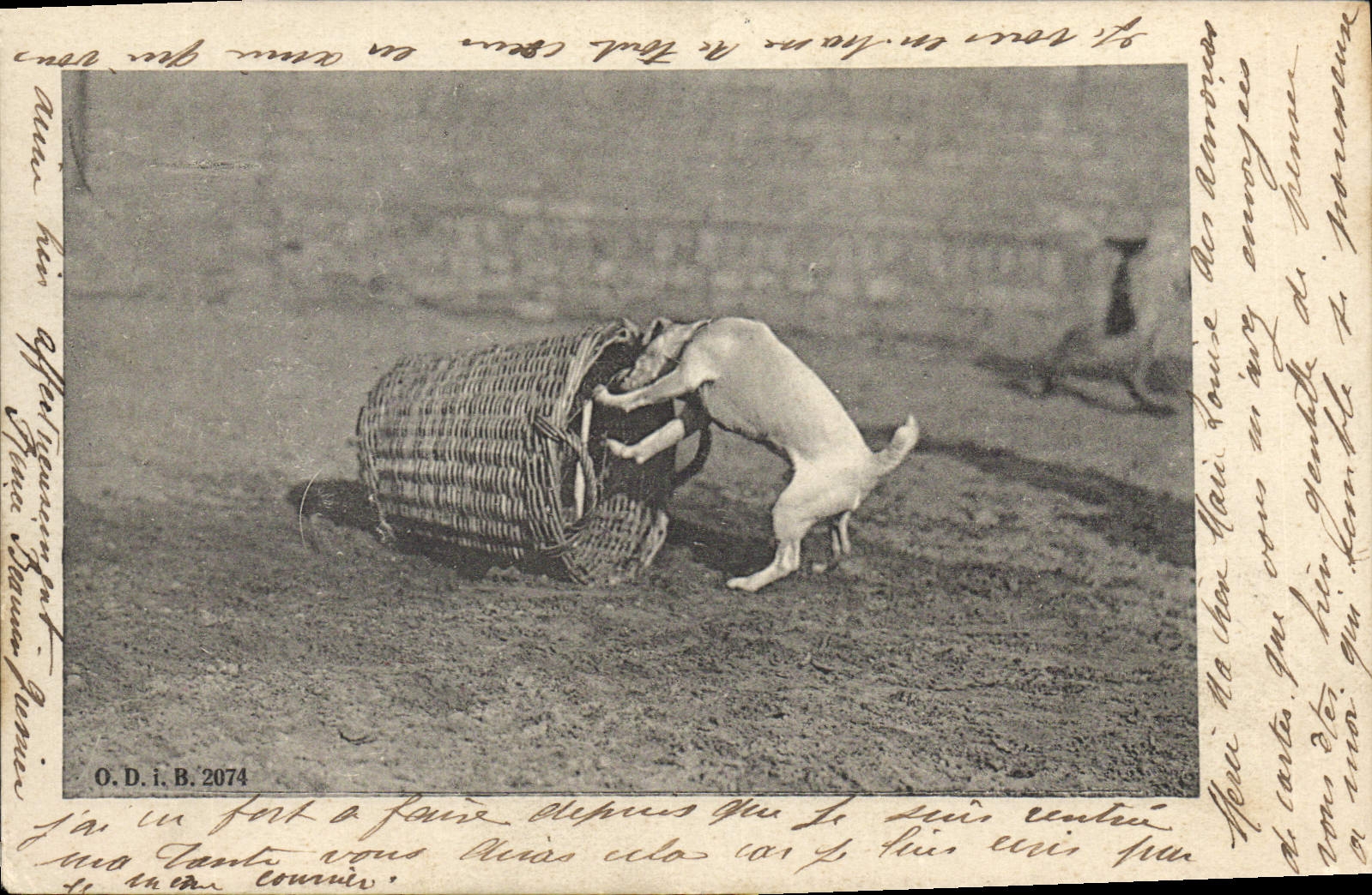 Chien jouant avec un panier en osier — O.D.I.B. 2074 — Éditeur O.D.I.B.