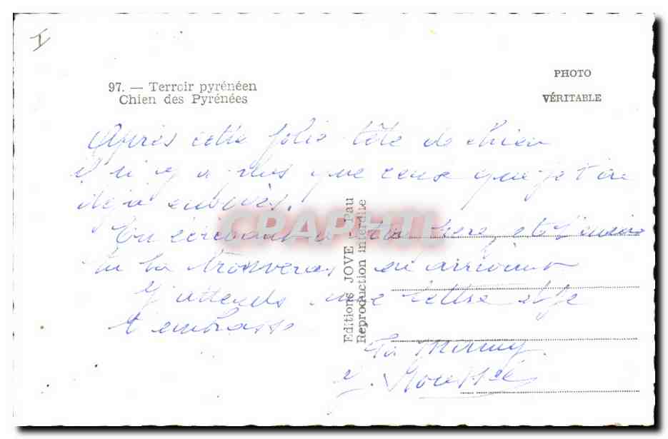 CPM Chien Chiens Terroir pyreneen Chien des Pyrenees  — Rückseite
