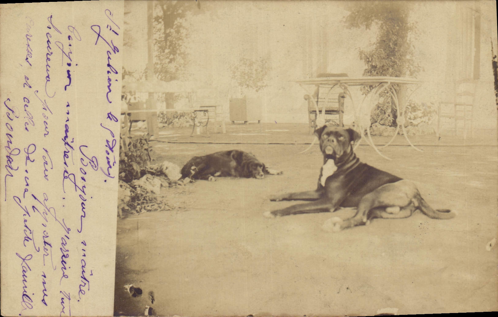 Deux chiens — jardin d'hôtel — J. Jouglia & Cie, Paris