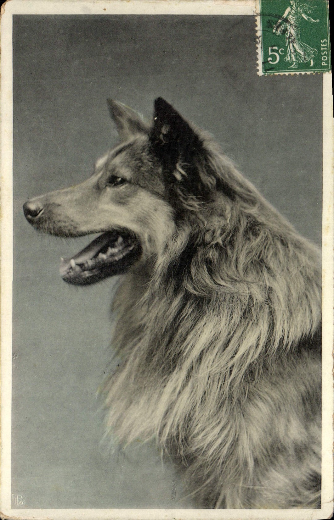 Chien berger belge — portrait — éditeur T.B. (verso) — série 2474