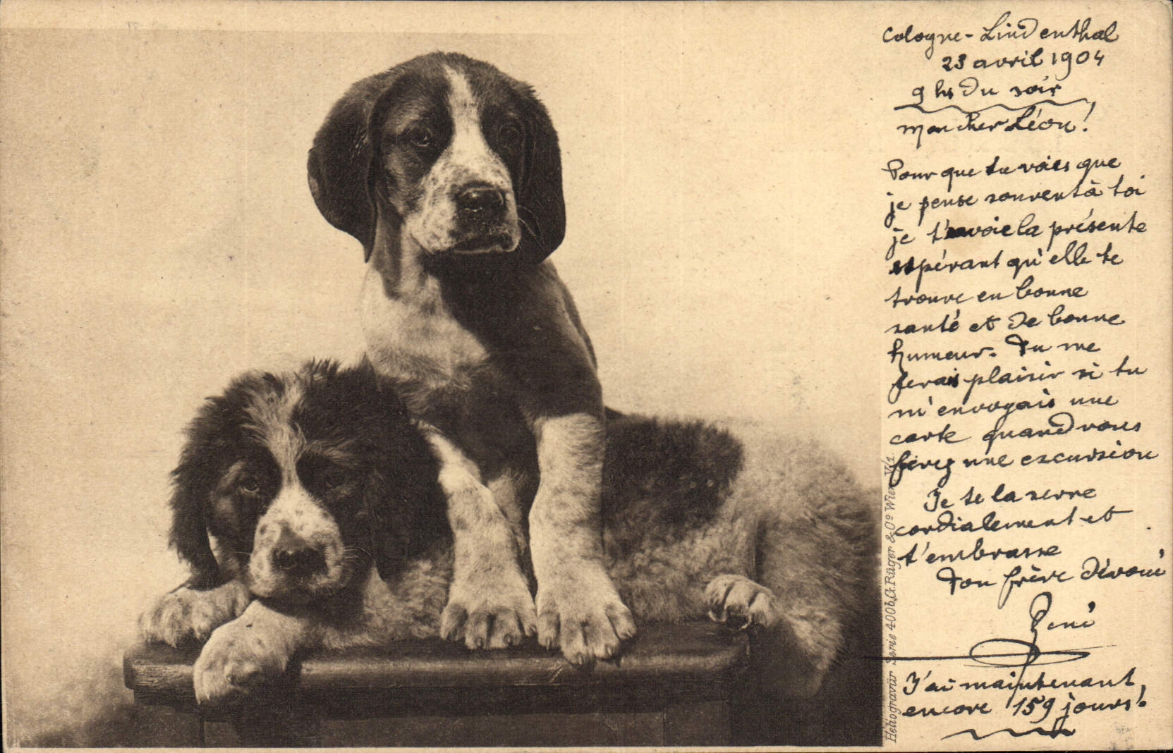 Deux chiots Saint-Blancard — Cologne-Lindenthal — Éditeur G. Pflüger, n° 4008 - Anverso