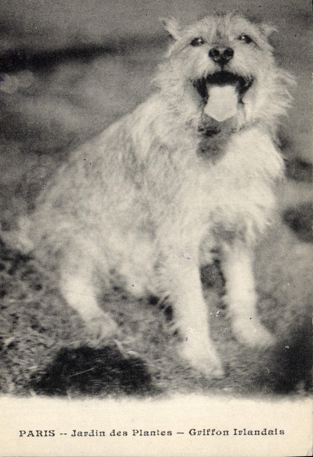 PARIS -- Jardin des Plantes -- Griffon Irlandais