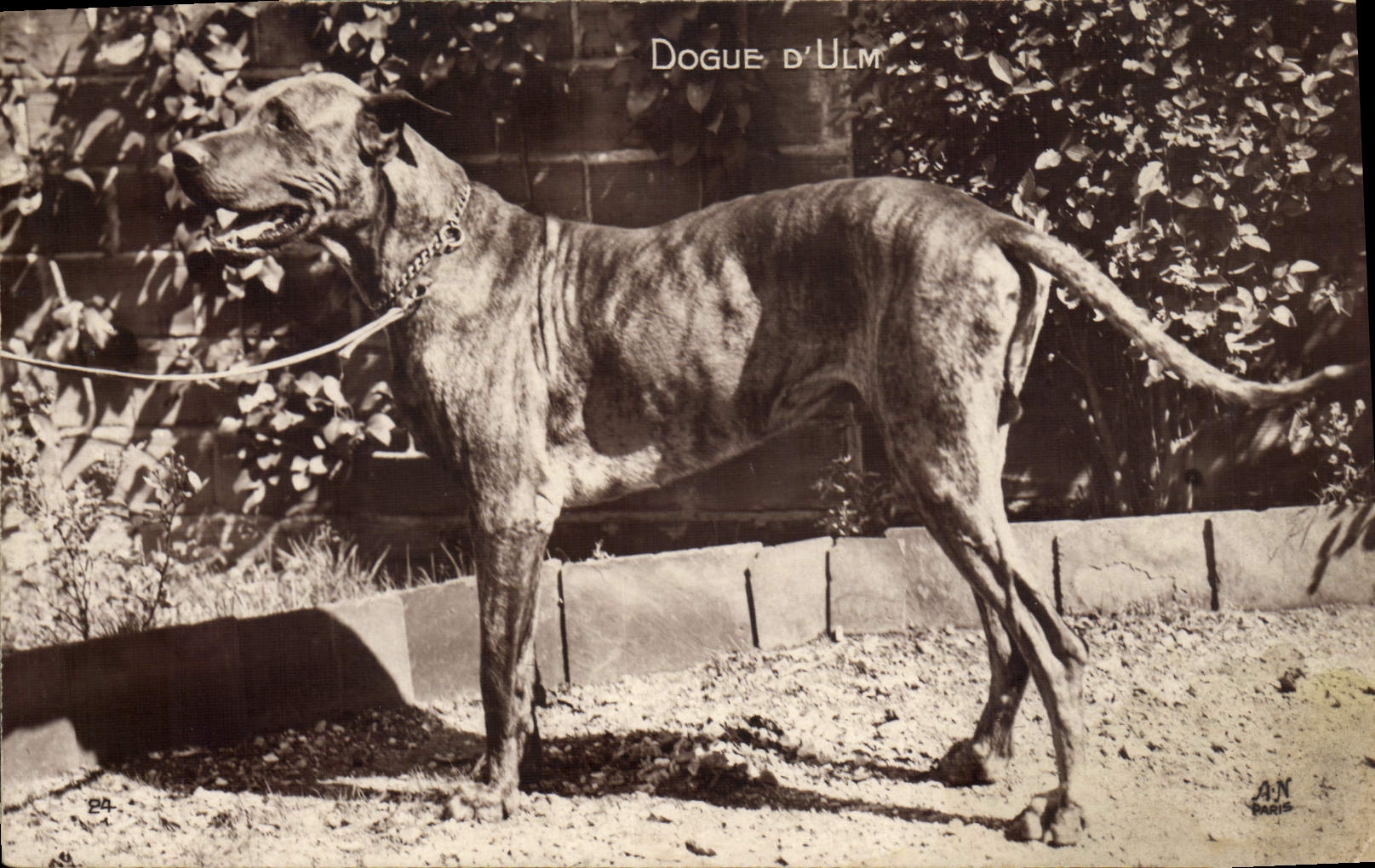 Dogue d'Ulm — Chien de race — édition A.N. Paris