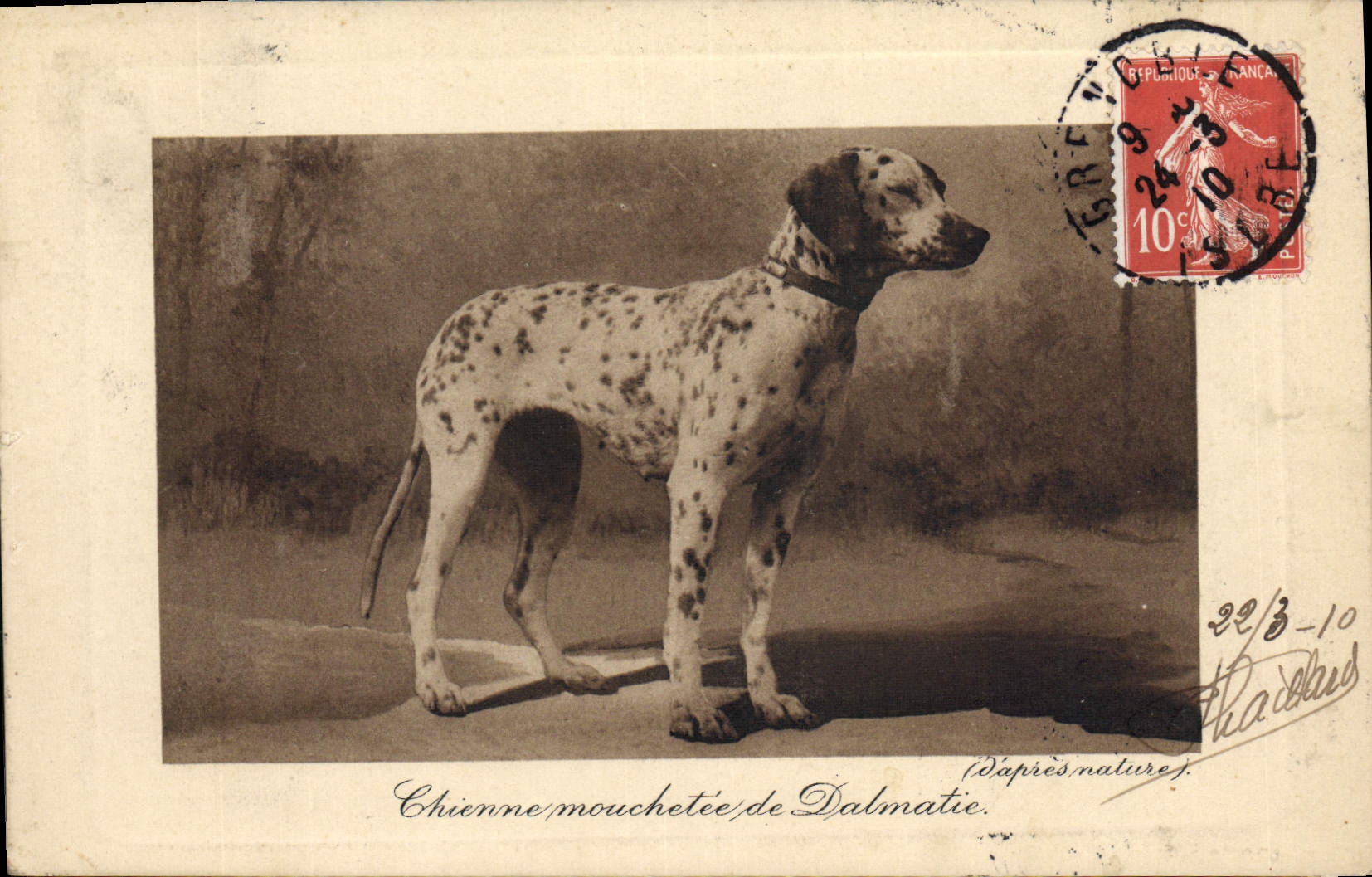 Chiennne mouchetée de Dalmatie — D'après nature — Paris