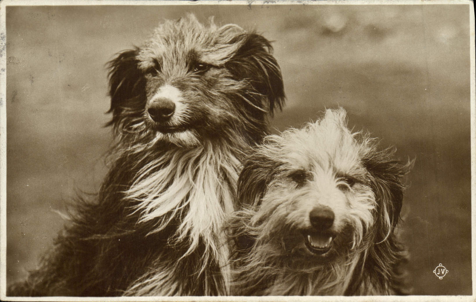 Deux chiens — photographie studio — JV