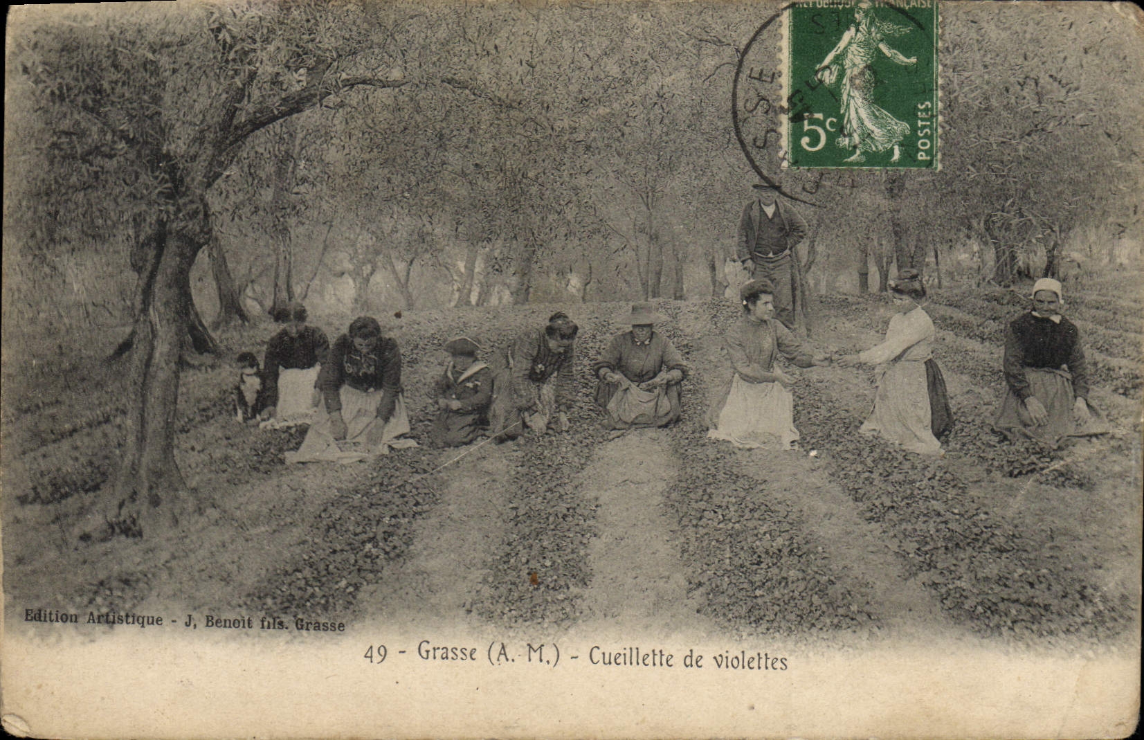 CPA Cueillette de violettes Grasse 