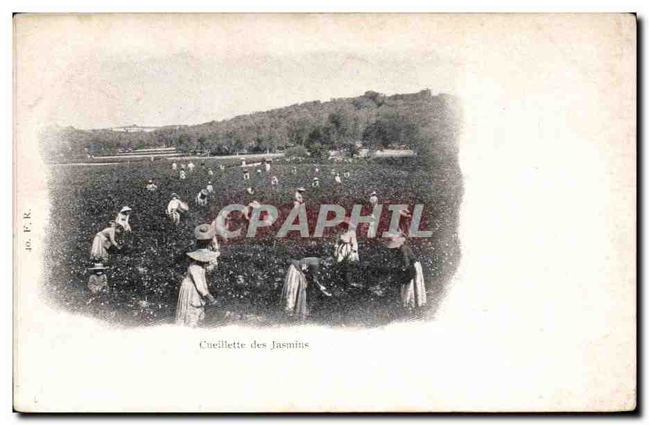 CPA Cueillette des jasmins 