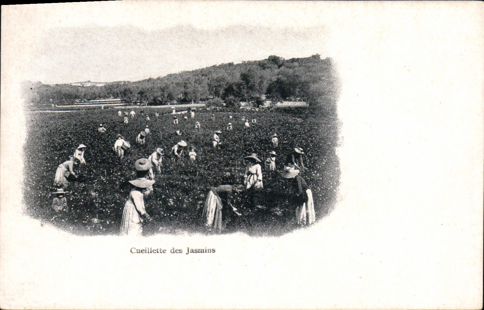 Cueillette des Jasmins — S.A. Robaudy, Cannes — n°40