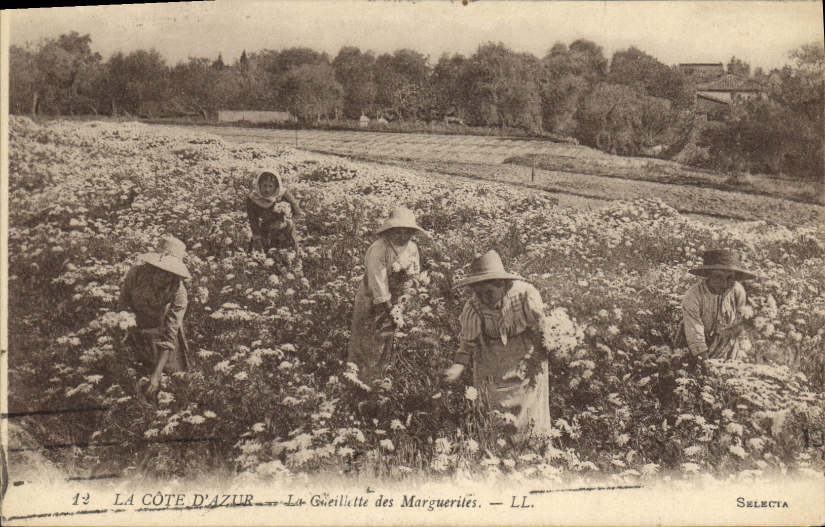 CPA Cueillette des marguerites Cote d'Azur 