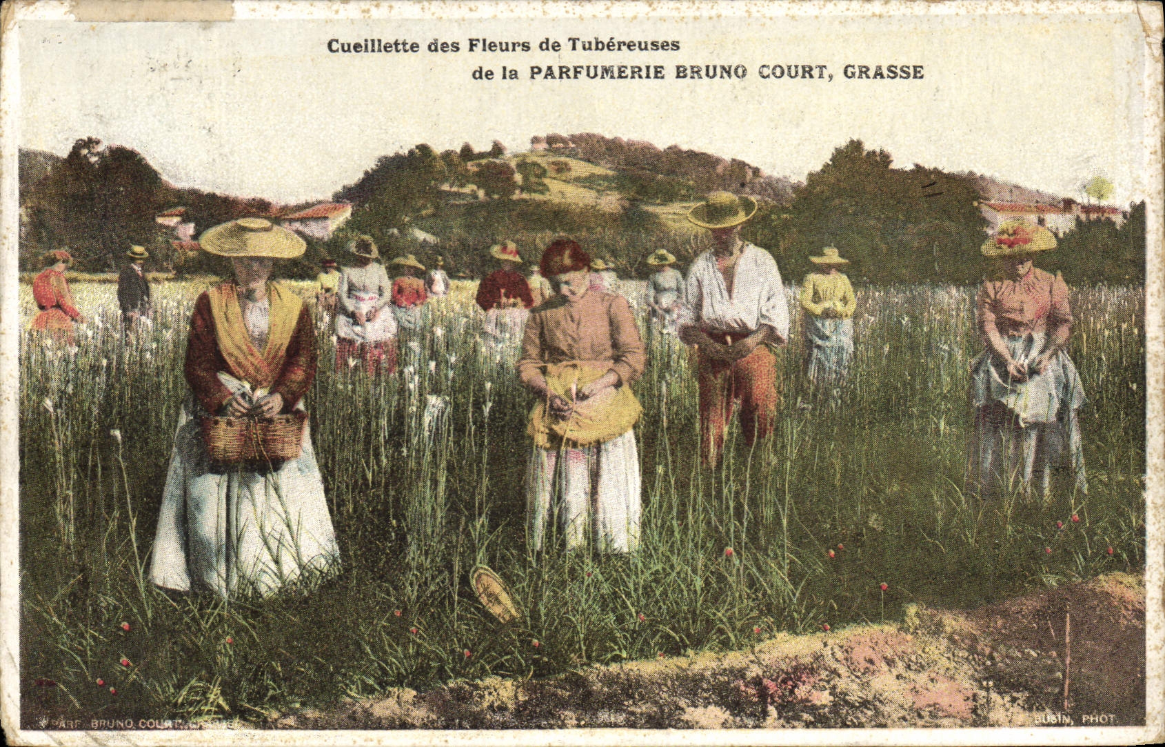 Cueillette des Fleurs de Tubéreuses — de la Parfumerie Bruno Court, Grasse — Busin Phot.