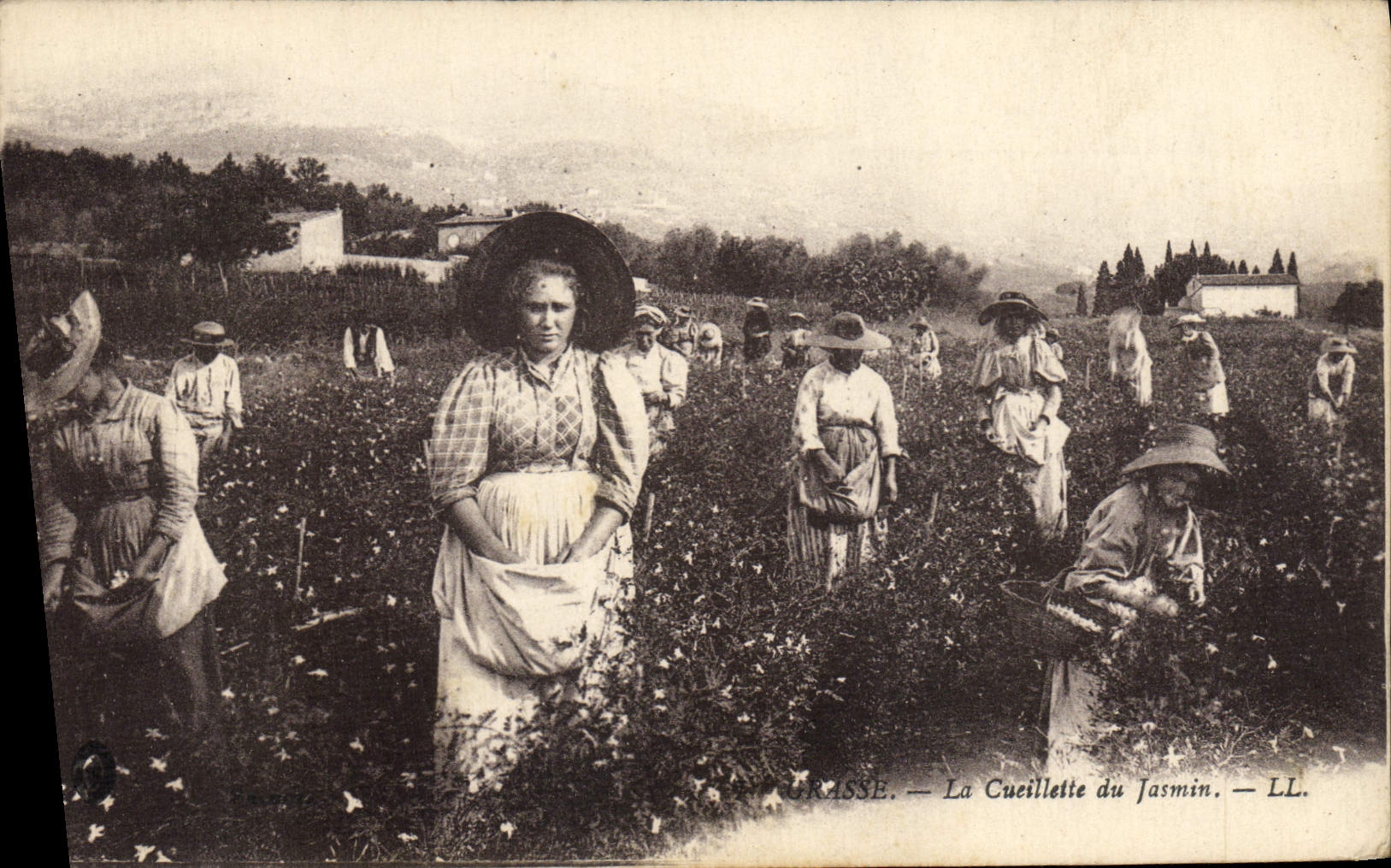 CPA Cueillette du jasmin Grasse 