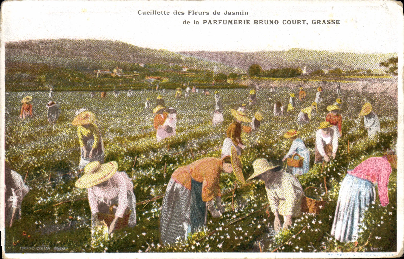 CPA Cueillette des fleurs de jasmin de la Parfumerie Bruno Court Grasse 