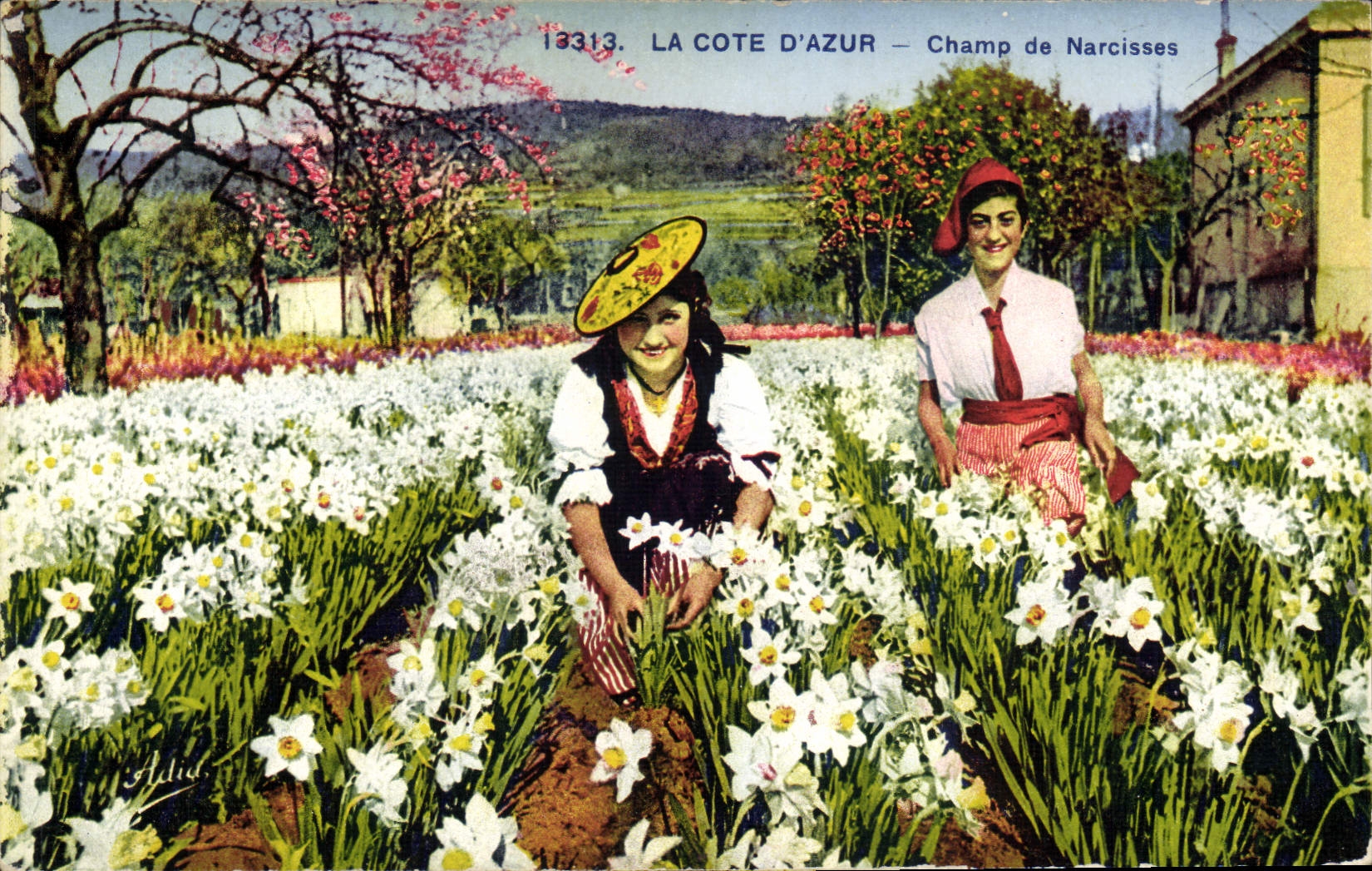 La Côte d'Azur — Champ de Narcisses — Photochromie A.D.I. n°13313