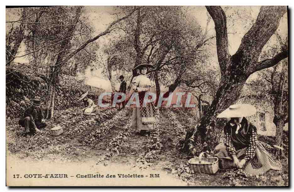 Côte-d'Azur — Cueillette des Violettes — RM
