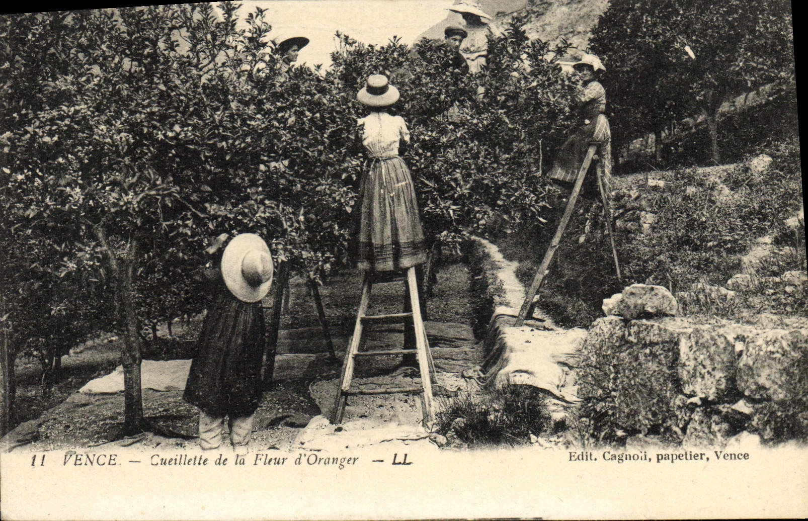 CPA Cueillette de la fleur d'oranger Vence 