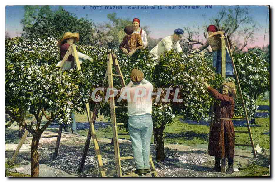 CPA Cueillette de la fleur d'oranger Cote d'Azur 