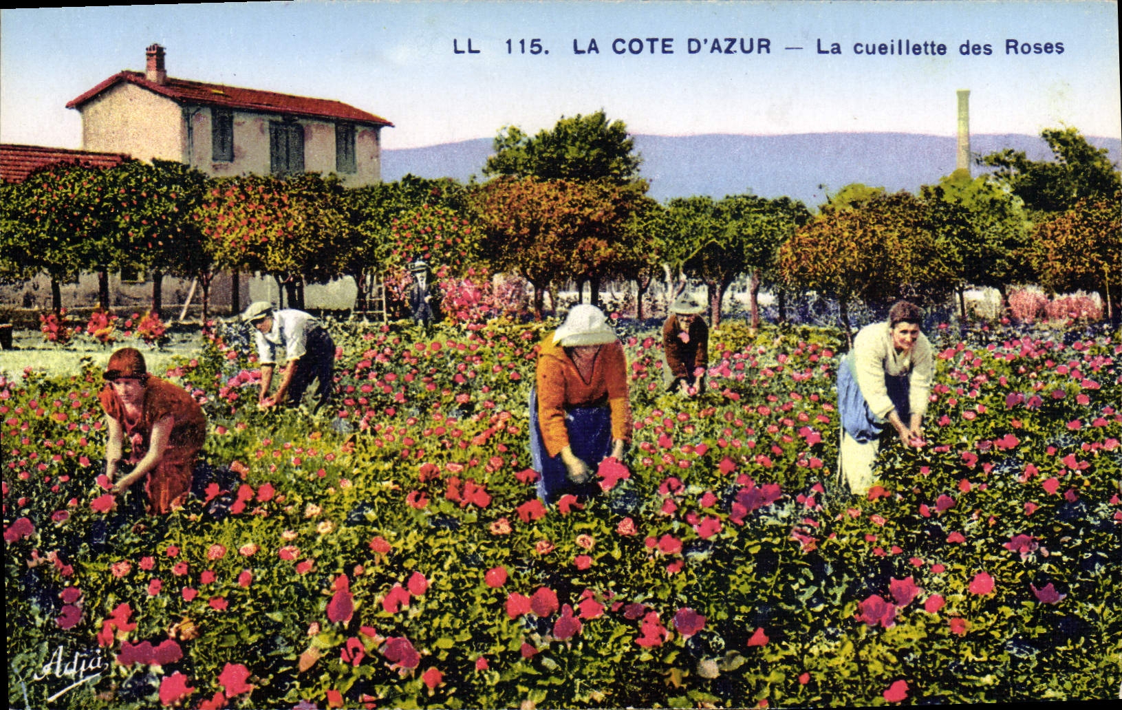 CPA Cueillette des roses Cote d'Azur 