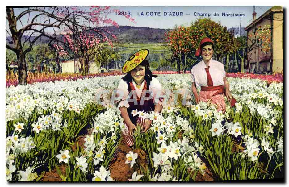 CPA Cueillette Cote d'Azur Champ de narcisses 