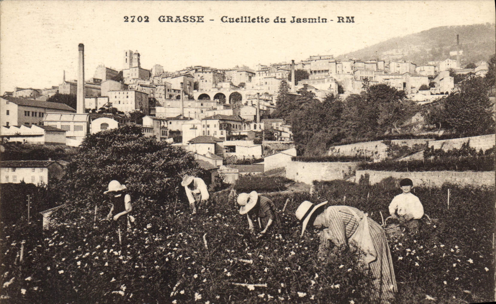 CPA Cueillette du jasmin Grasse 
