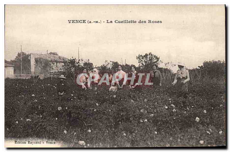 CPA Cueillette des roses Vence 