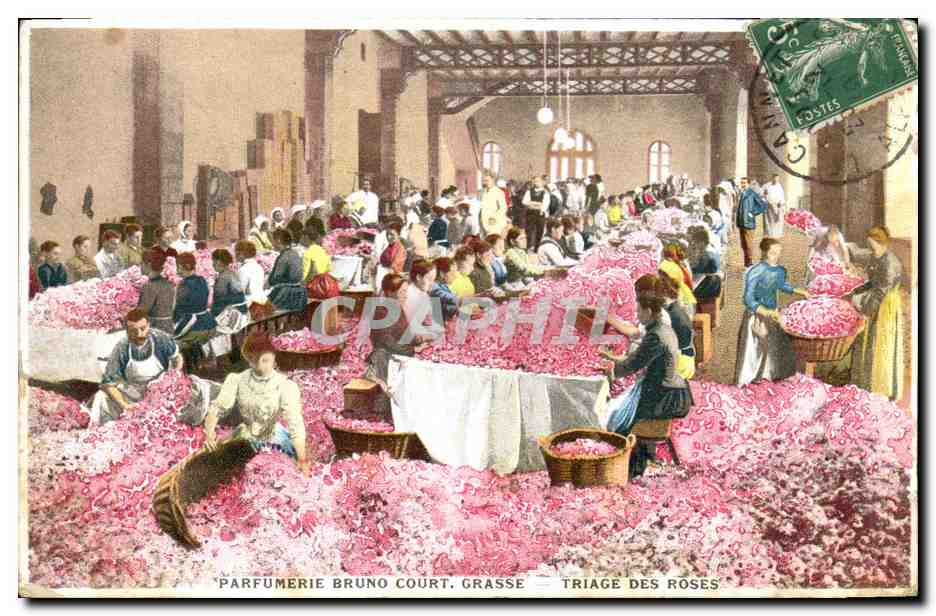 CPA Cueillette Parfumerie Bruno Court Grasse Triage des roses 