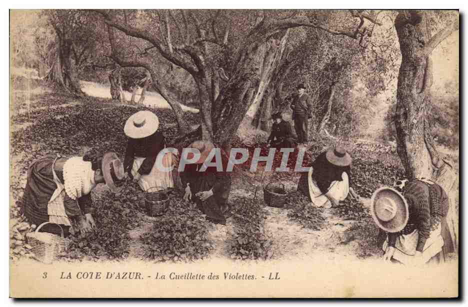 CPA Cueillette des violettes Cote d'Azur 