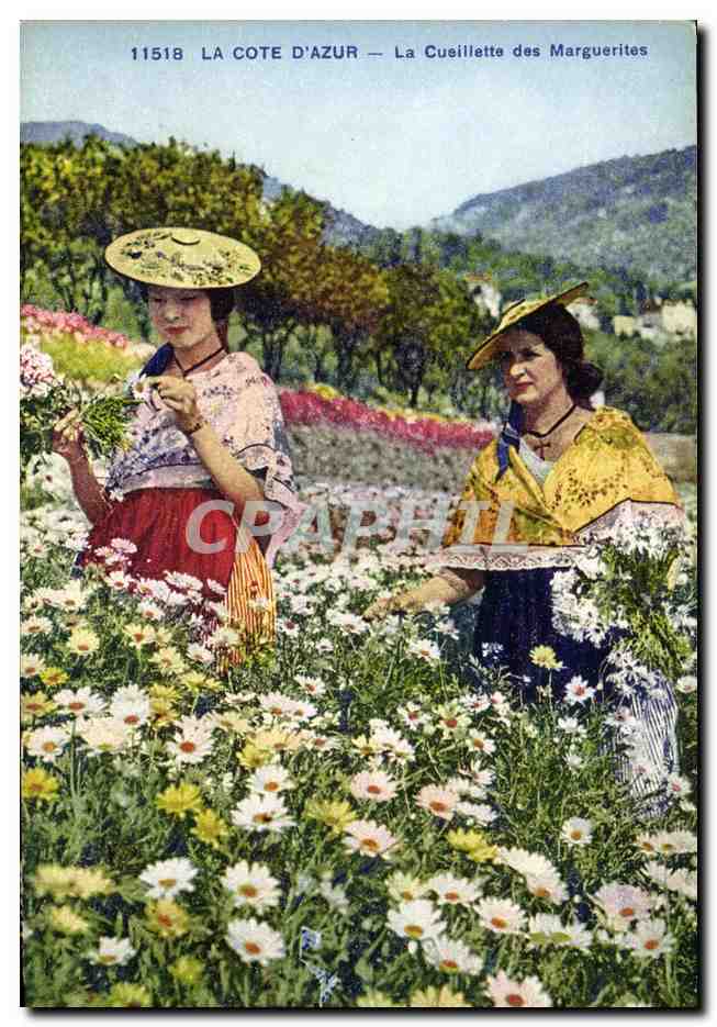 CPA Cueillette des marguerites Cote d'Azur 