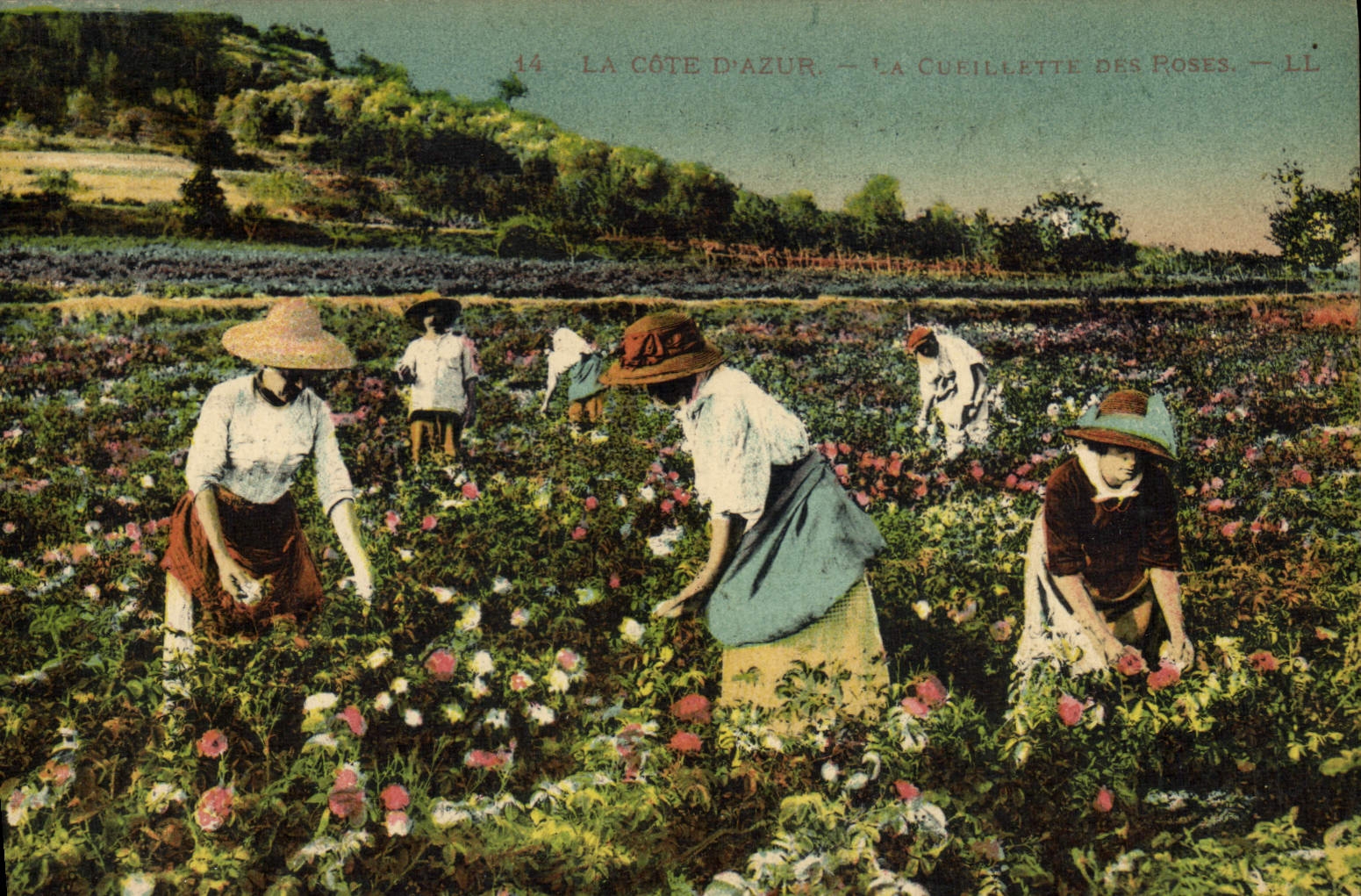 La Côte d'Azur — La Cueillette des Roses — LL